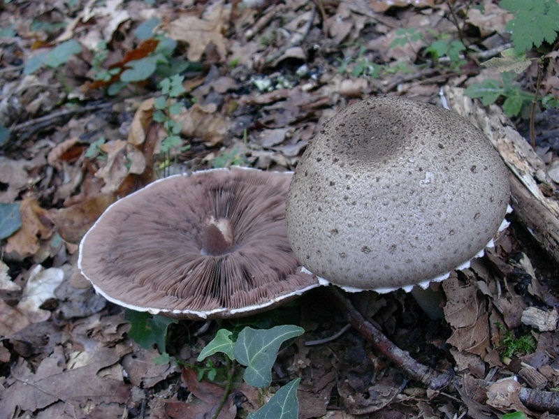 477 Ottobre vecchio ritrovamento